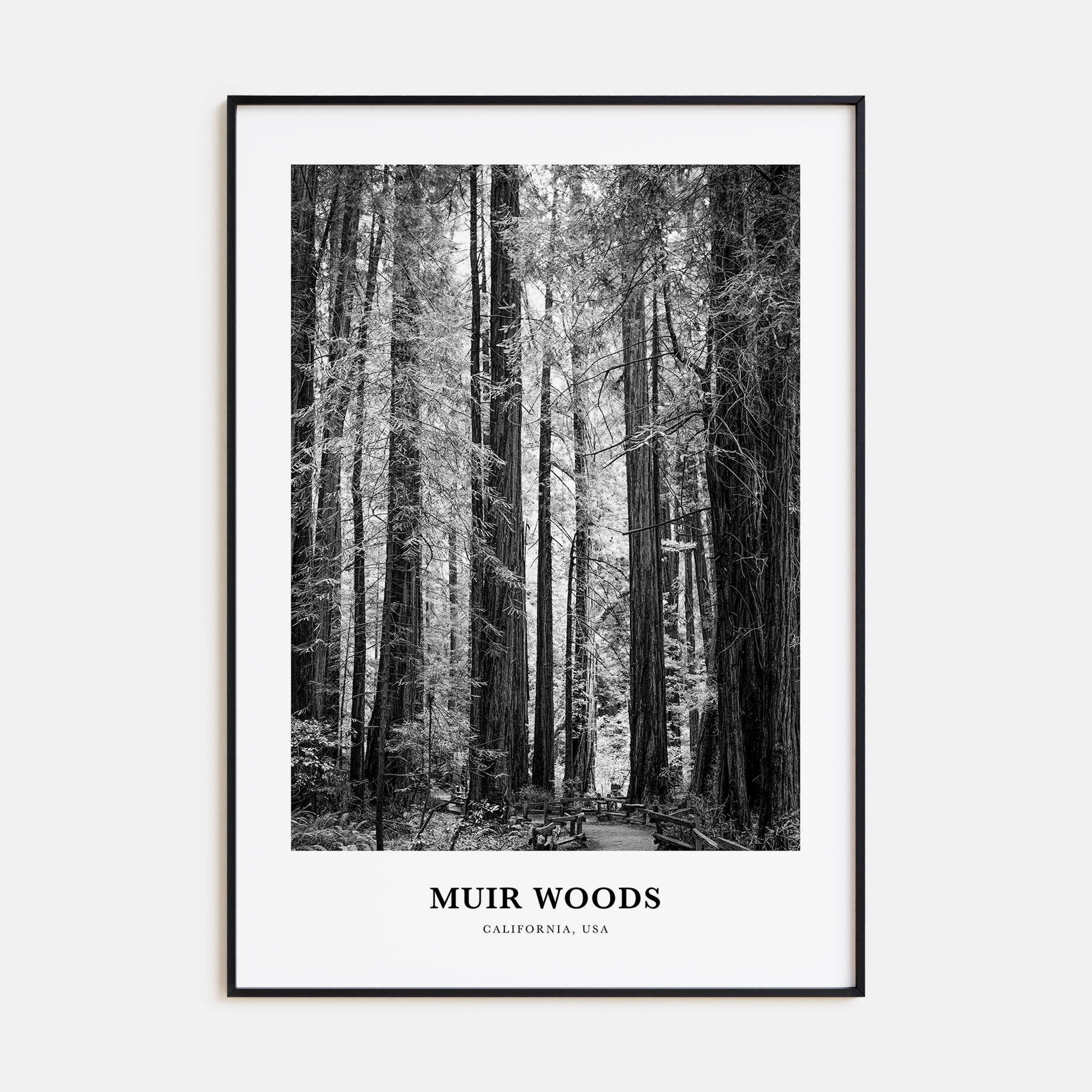 Muir Woods National Monument Portrait B&W Poster