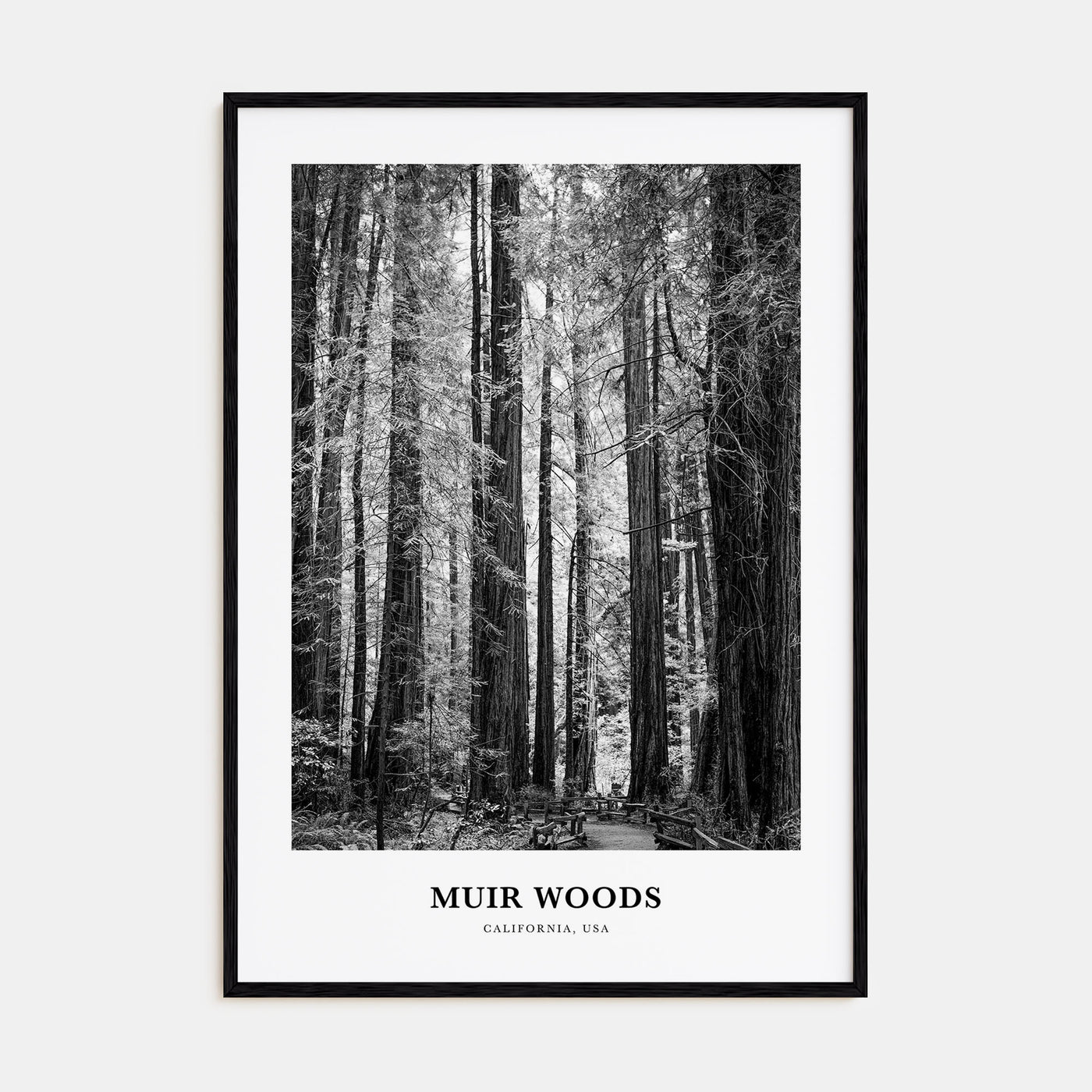 Muir Woods National Monument Portrait B&W Poster