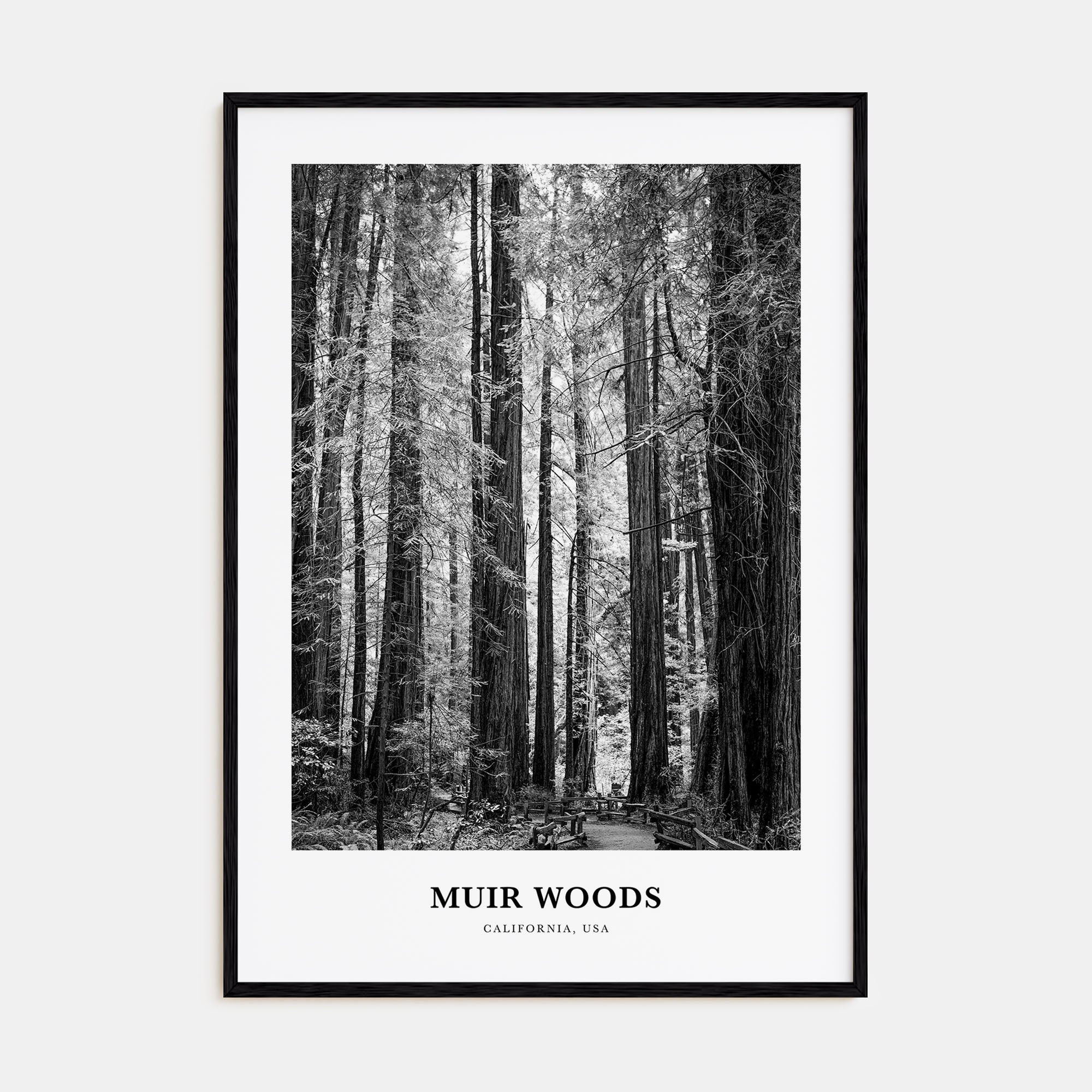 Muir Woods National Monument Portrait B&W Poster
