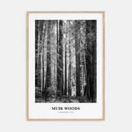 Muir Woods National Monument Portrait B&W Poster
