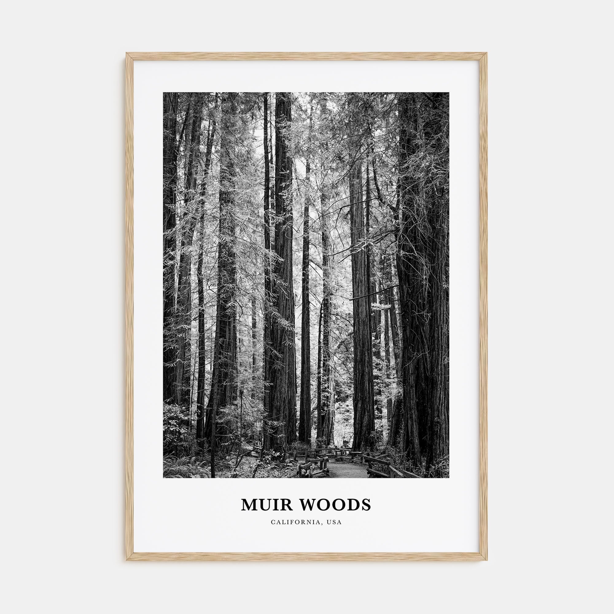 Muir Woods National Monument Portrait B&W Poster