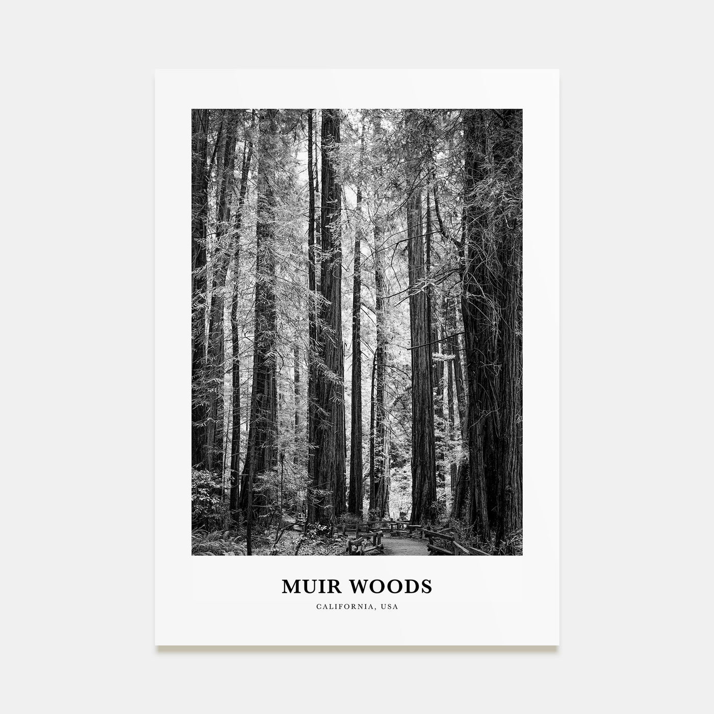 Muir Woods National Monument Portrait B&W Poster