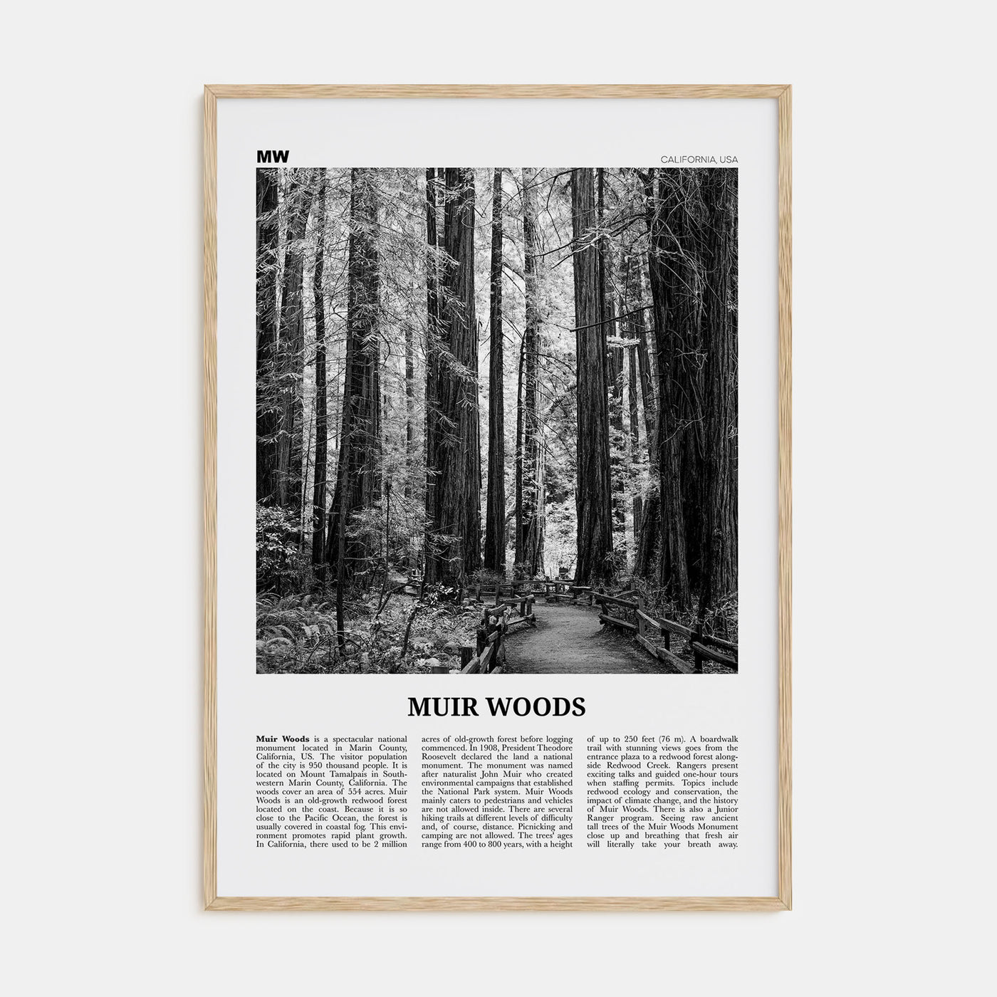 Muir Woods National Monument Travel B&W Poster