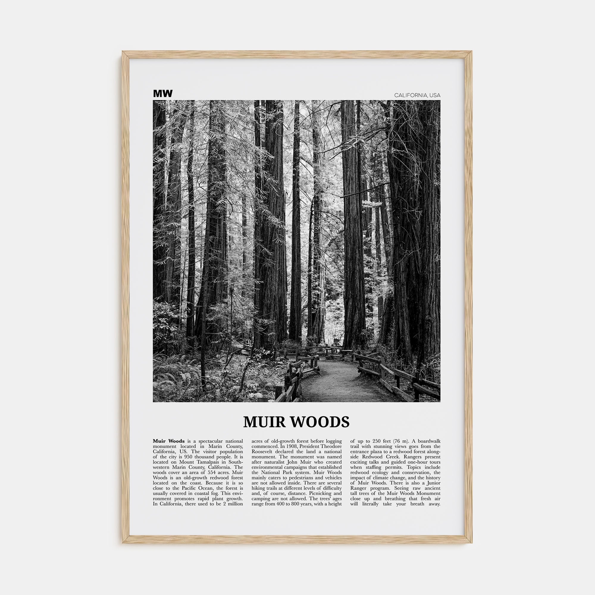 Muir Woods National Monument Travel B&W Poster