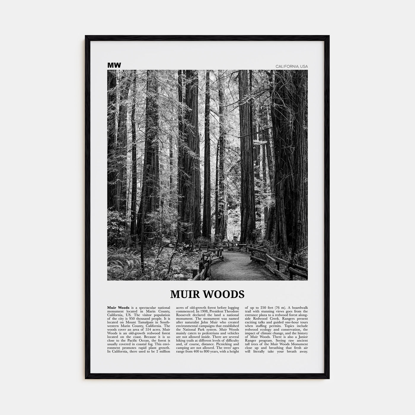 Muir Woods National Monument Travel B&W Poster