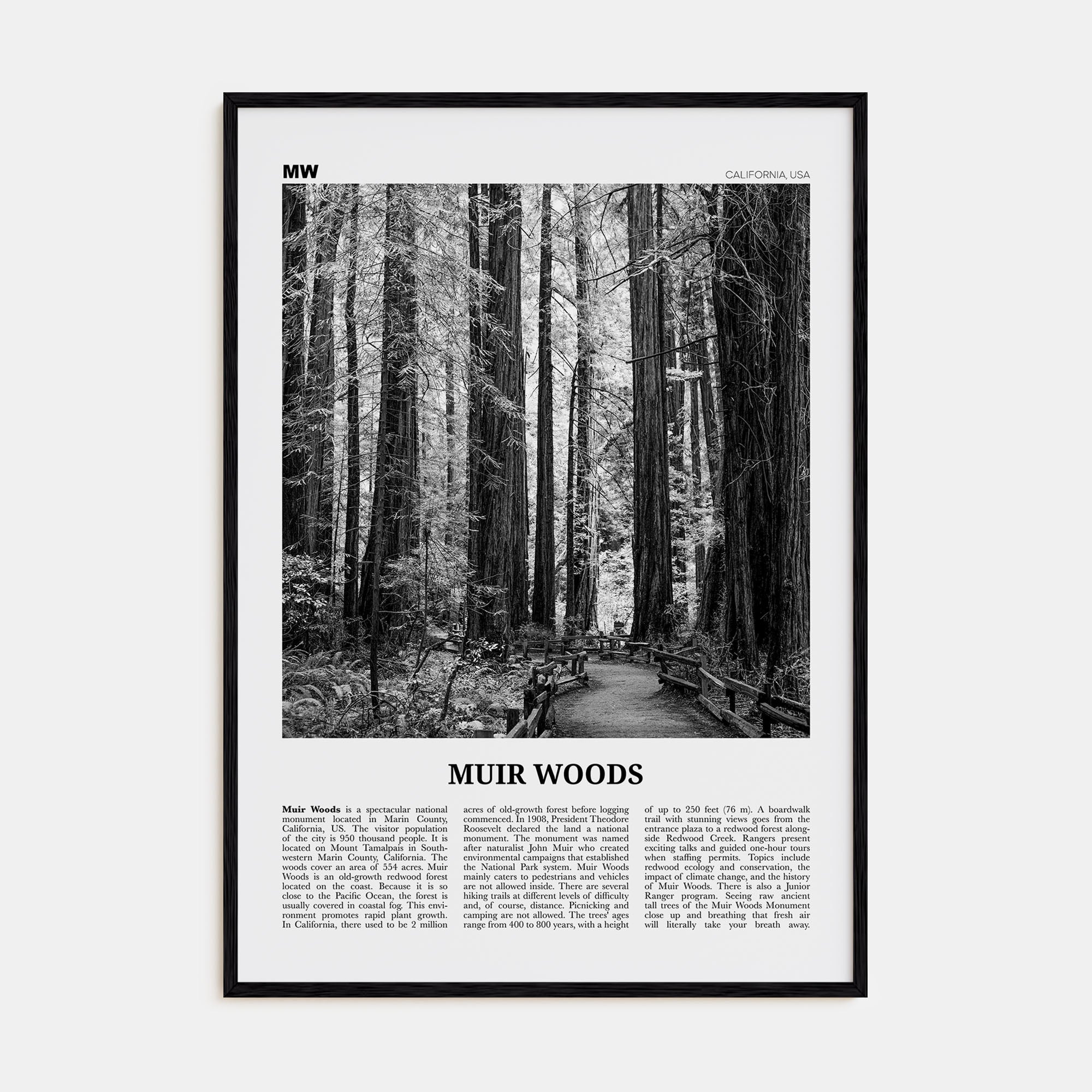Muir Woods National Monument Travel B&W Poster