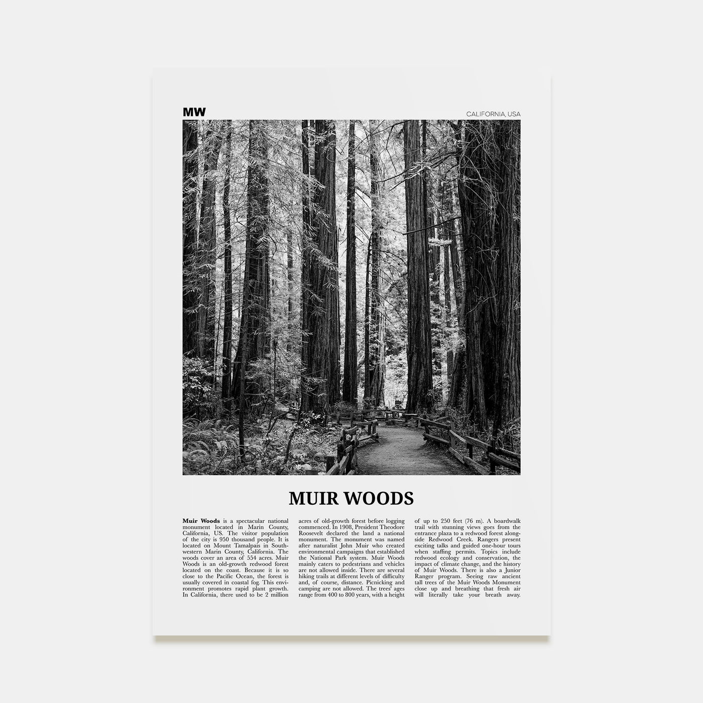 Muir Woods National Monument Travel B&W Poster
