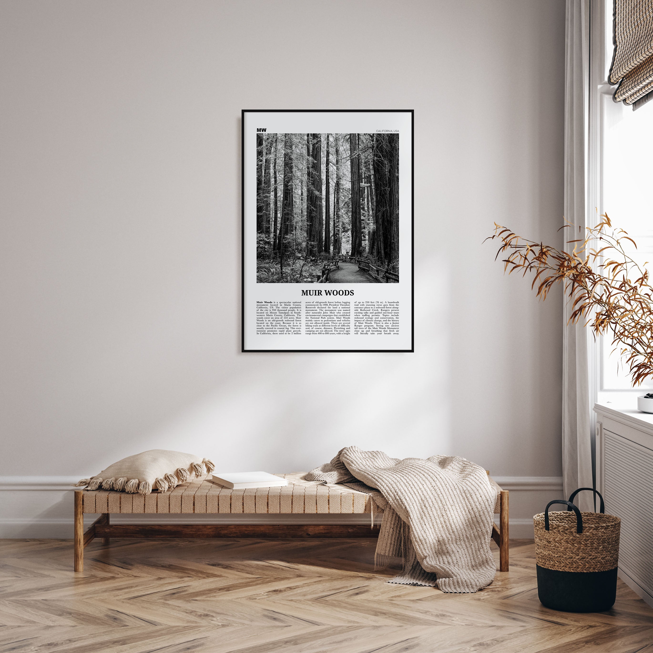 Muir Woods National Monument Travel B&W Poster