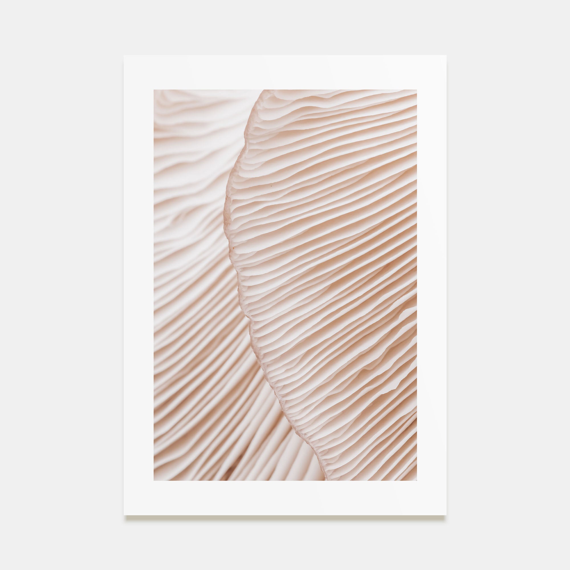 Mushroom Closeup Photo Color Poster