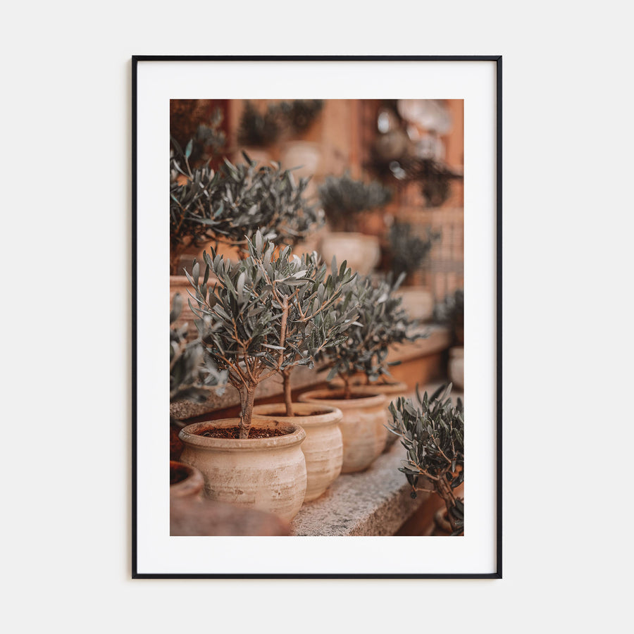 Olive Trees in Clay Pots Photo Color Poster