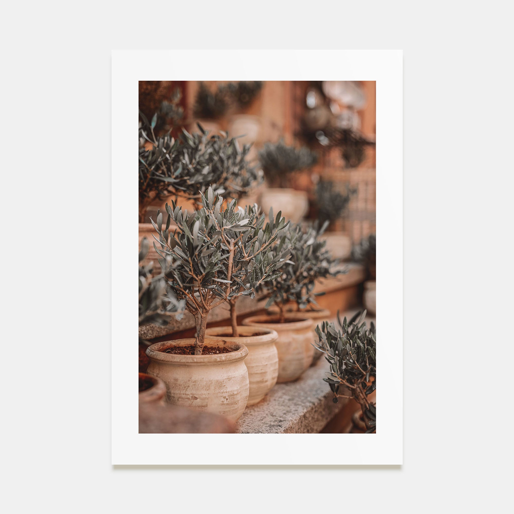 Olive Trees in Clay Pots Photo Color Poster
