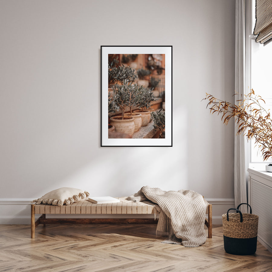Olive Trees in Clay Pots Photo Color Poster