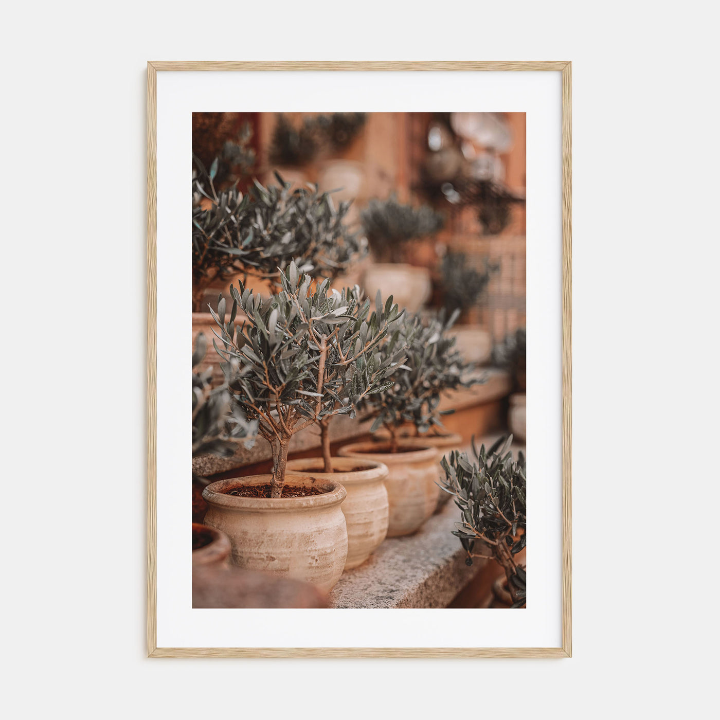 Olive Trees in Clay Pots Photo Color Poster