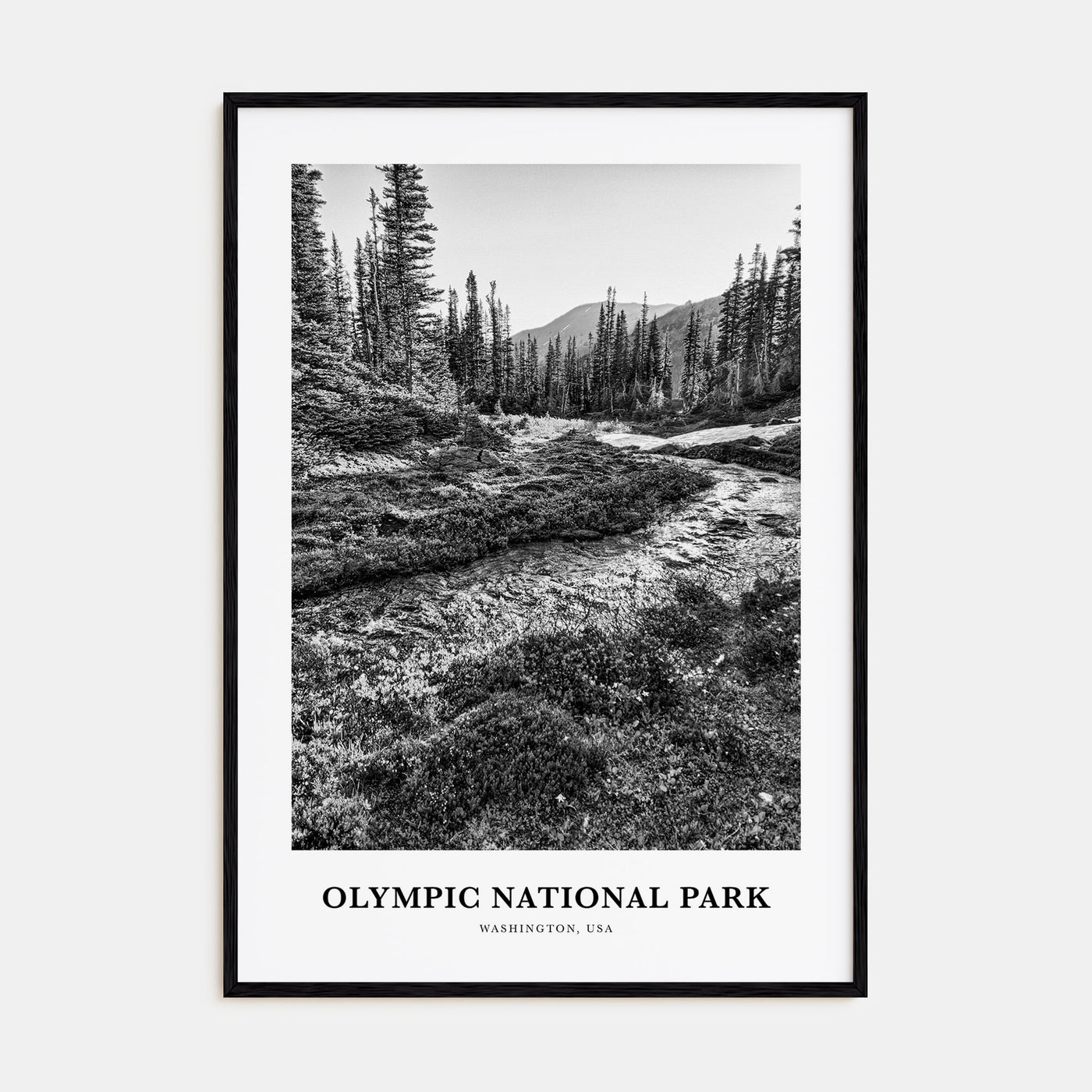 Olympic National Park Portrait B&W Poster