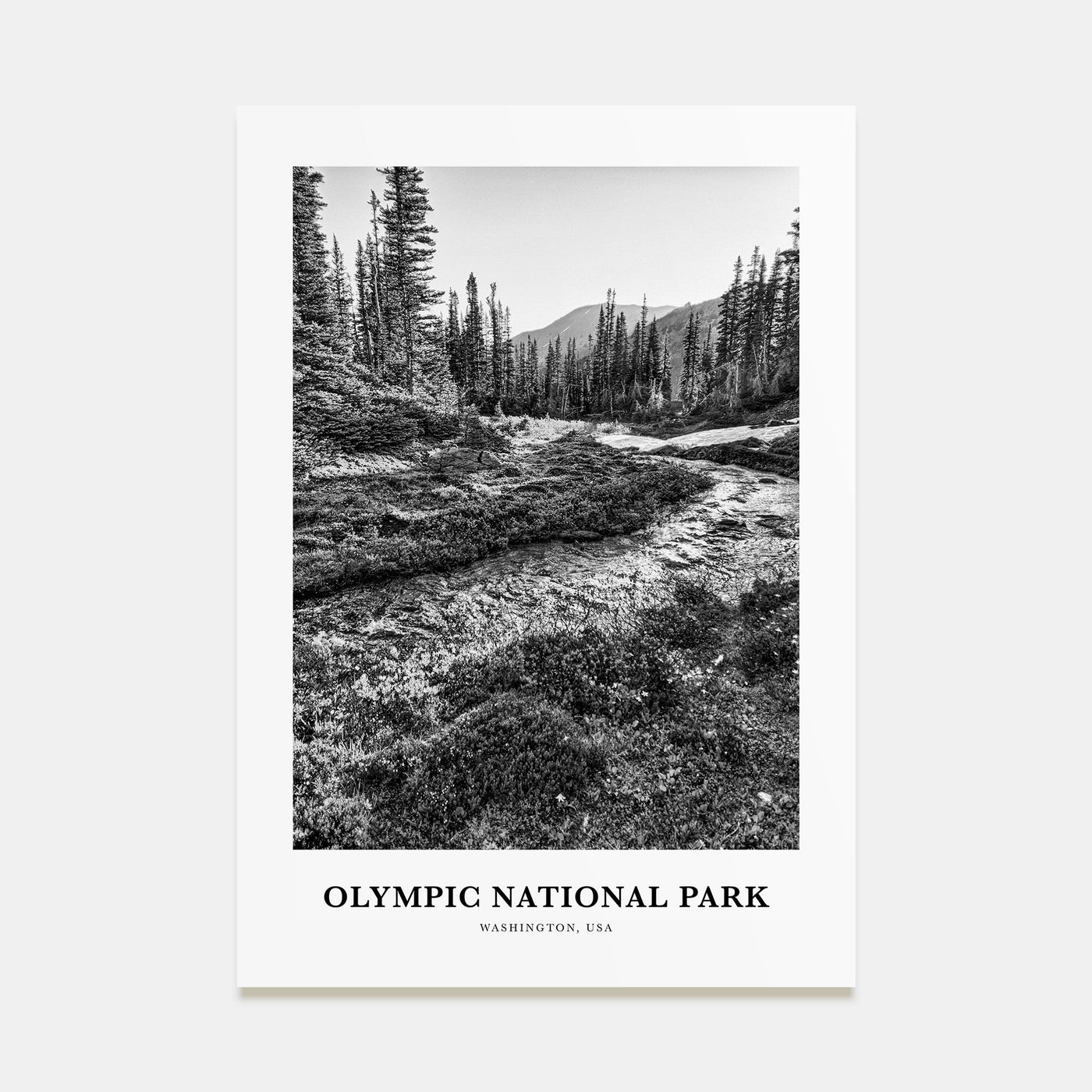 Olympic National Park Portrait B&W Poster