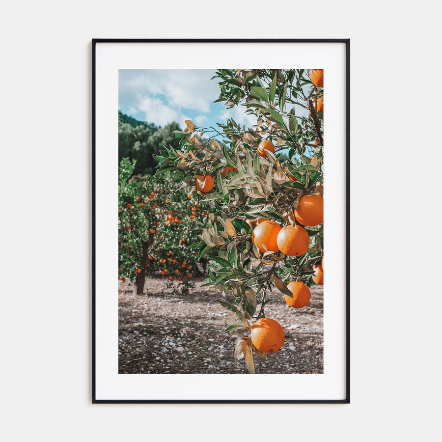 Orange Tree Photo Color No 1 Poster