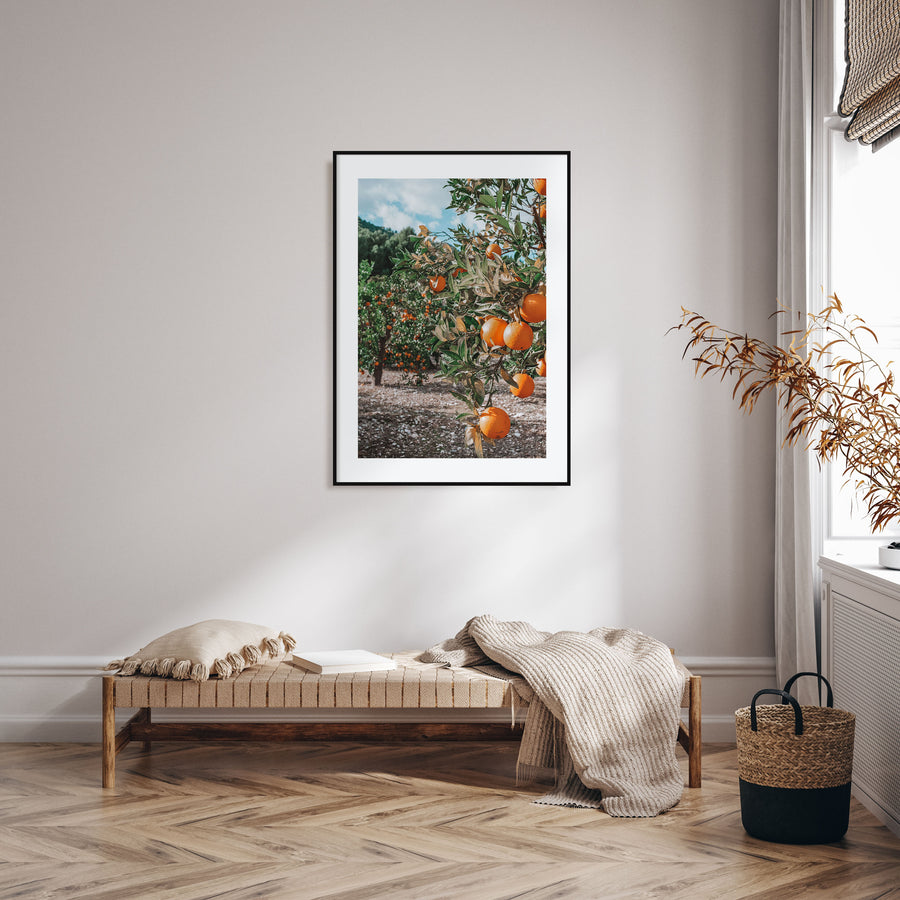 Orange Tree Photo Color No 1 Poster