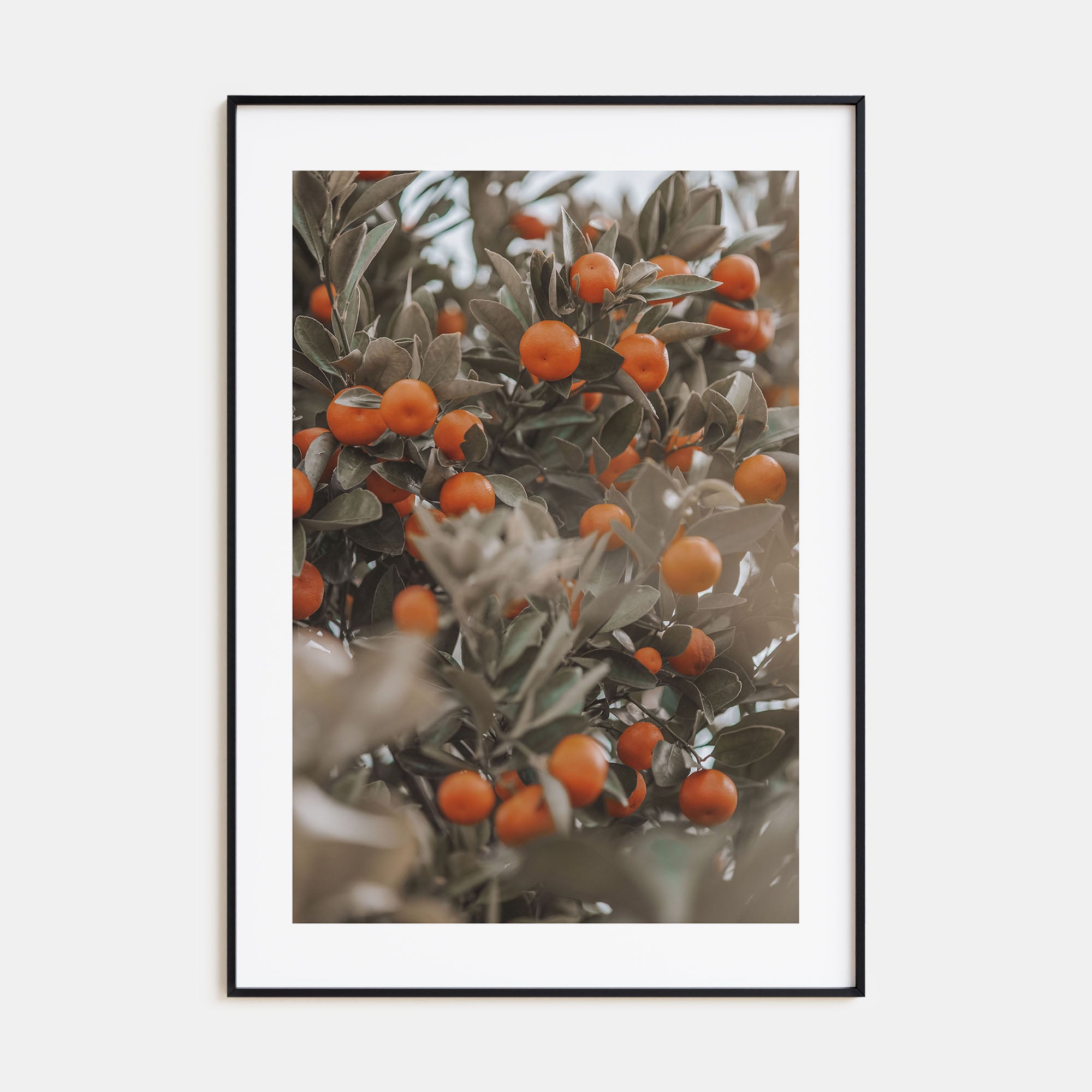 Orange Tree Photo Color No 2 Poster