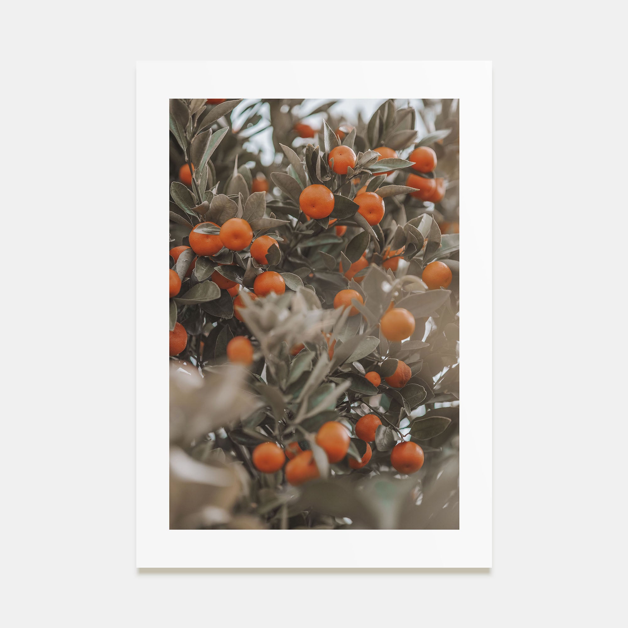 Orange Tree Photo Color No 2 Poster
