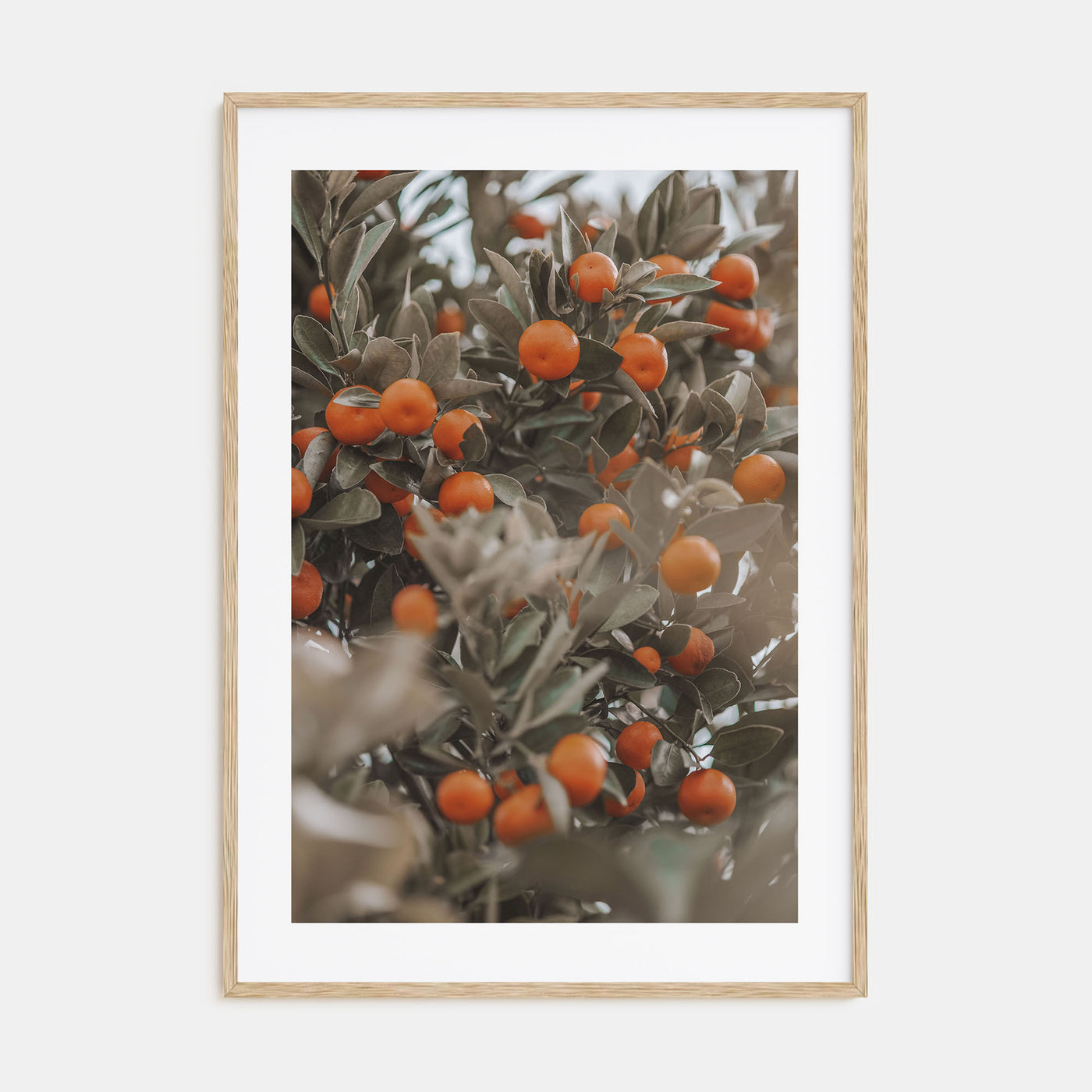 Orange Tree Photo Color No 2 Poster