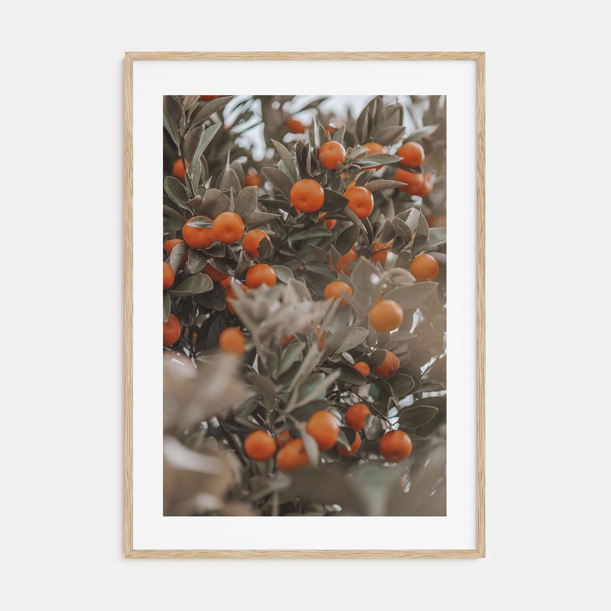 Orange Tree Photo Color No 2 Poster