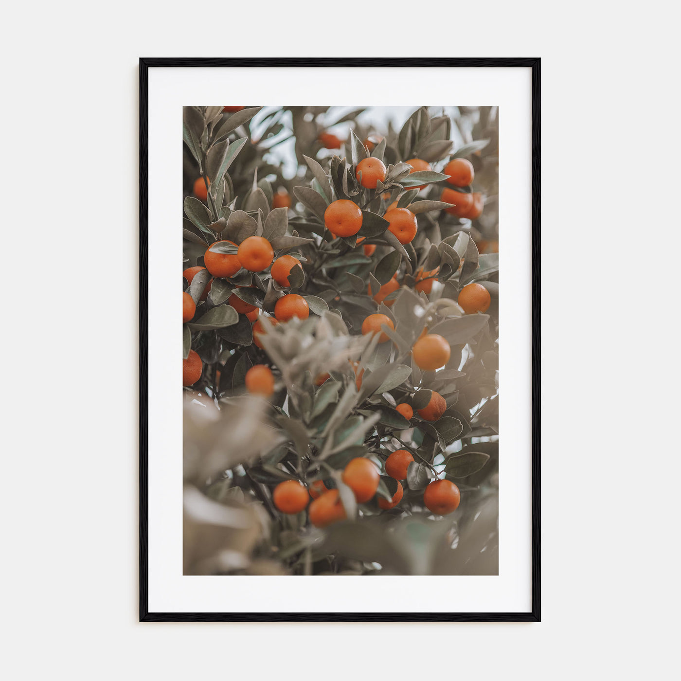 Orange Tree Photo Color No 2 Poster