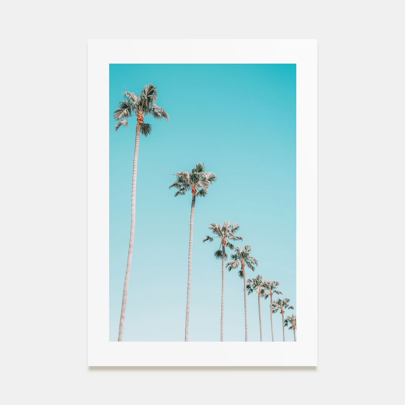 Palm Trees Photo Color No 3 Poster