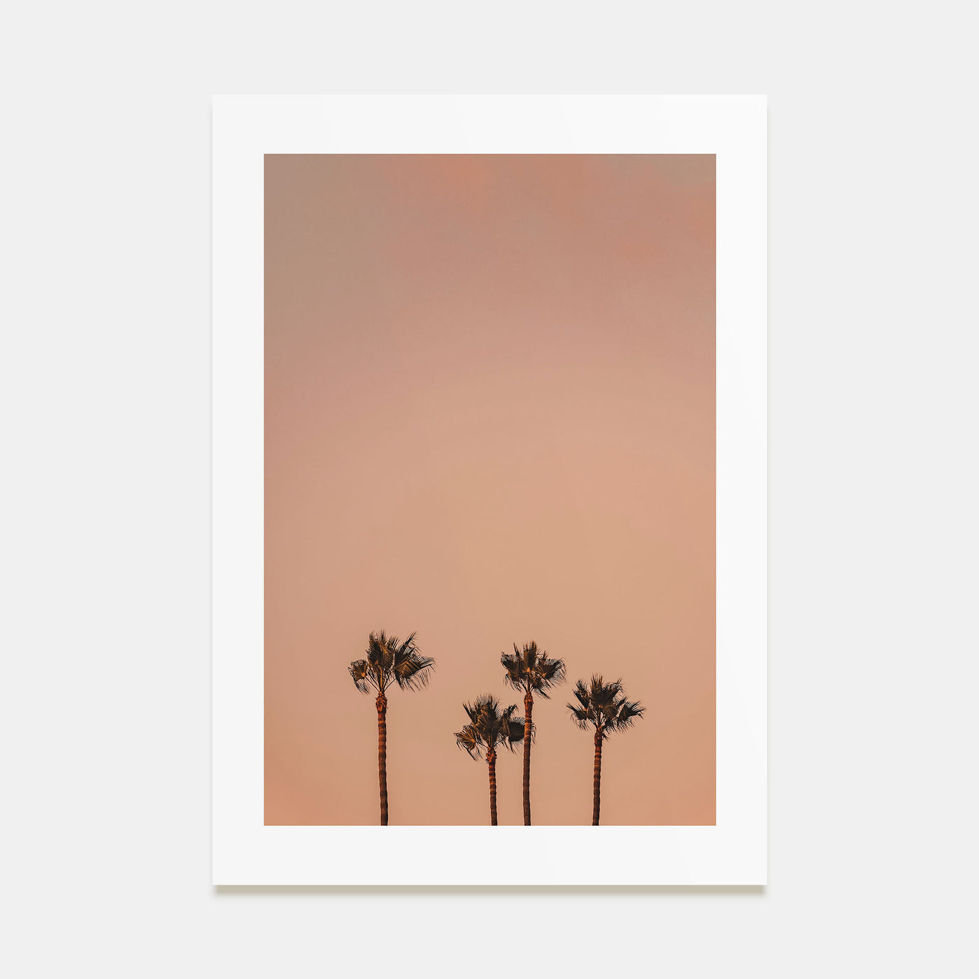 Palm Trees Photo Color No 6 Poster