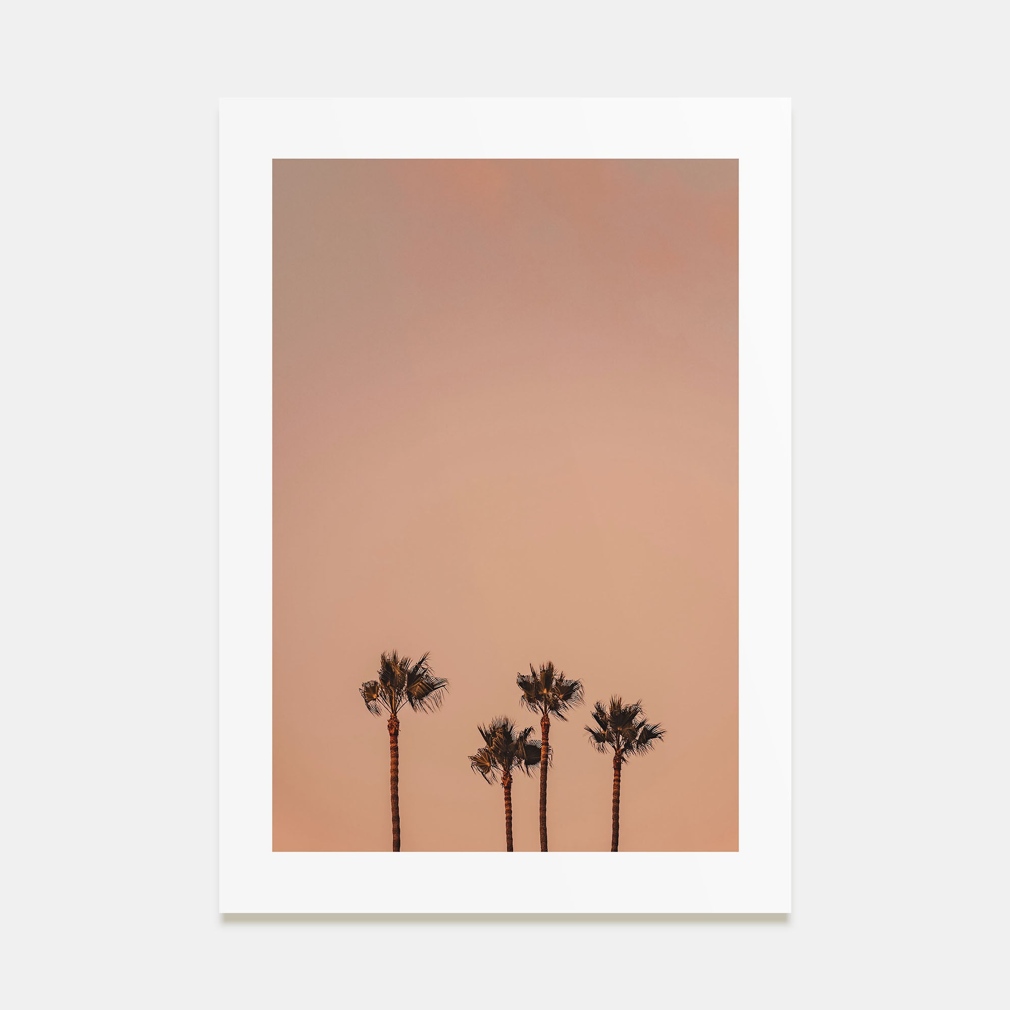 Palm Trees Photo Color No 6 Poster
