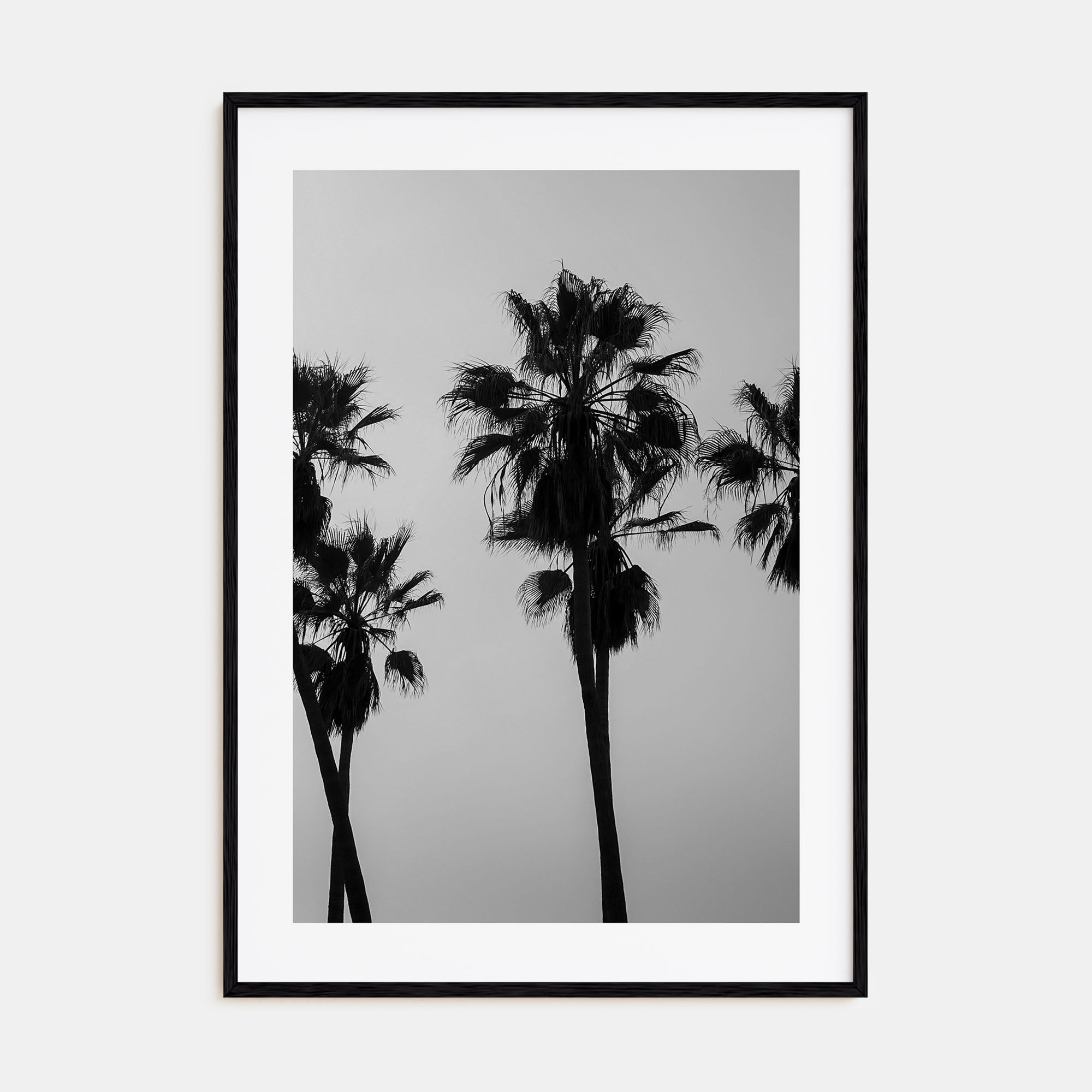 Palms Photo B&W Poster