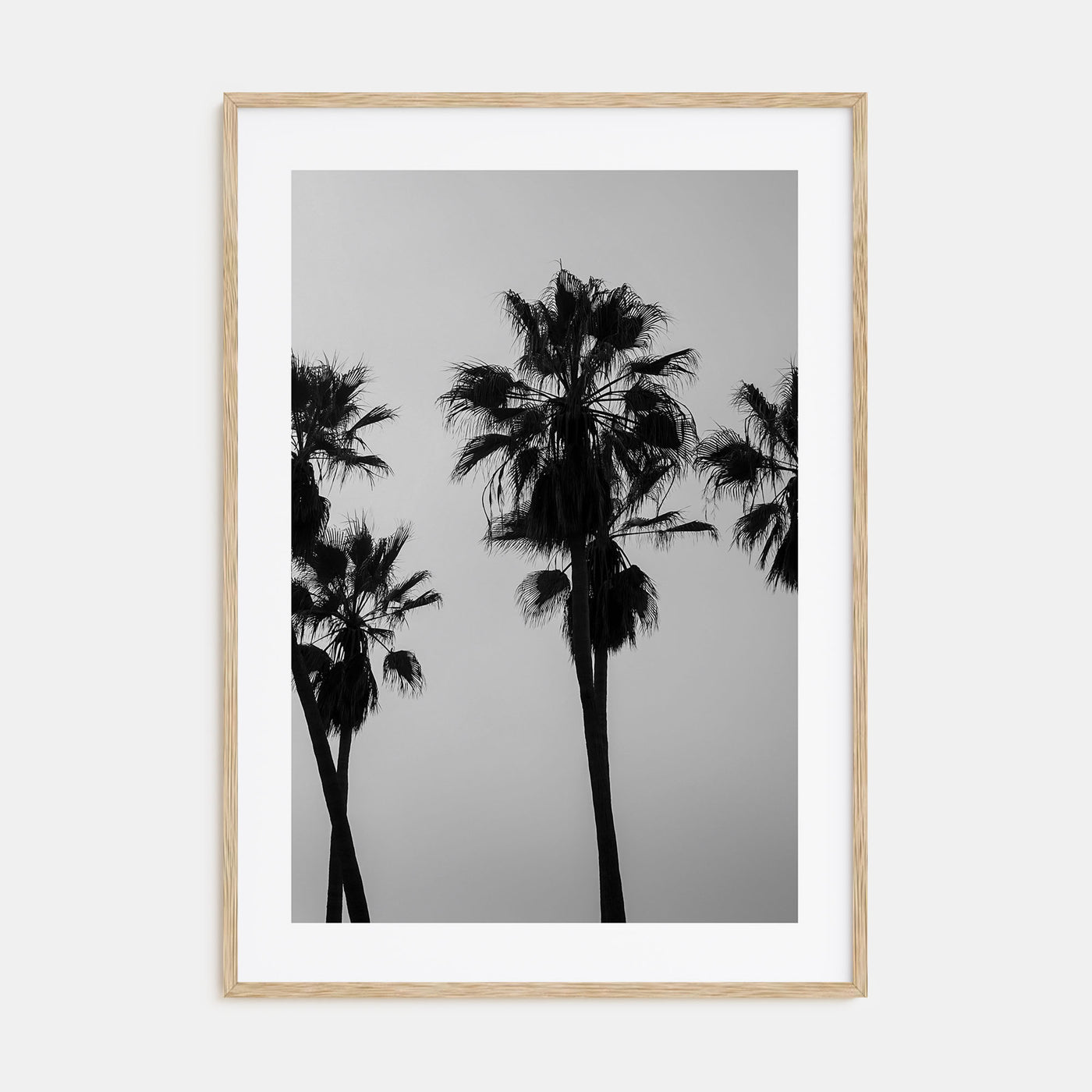 Palms Photo B&W Poster