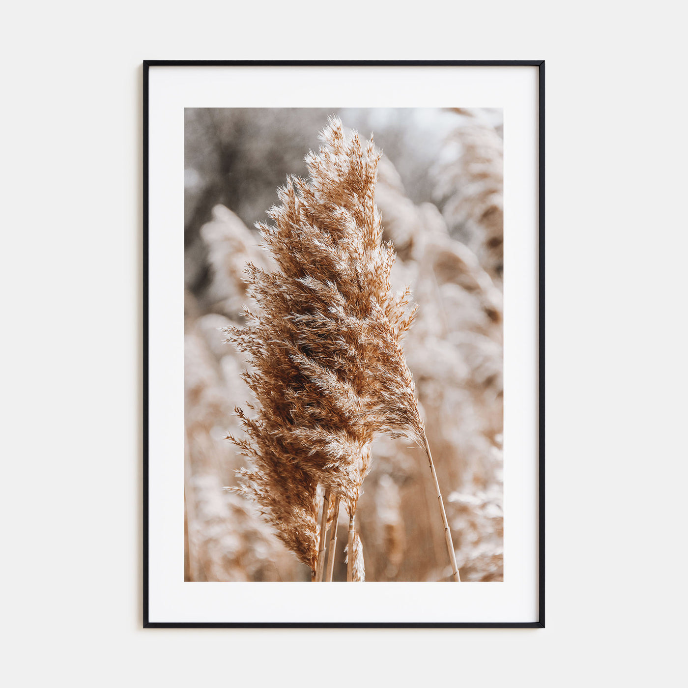 Pampas Grass Photo Color No 1 Poster