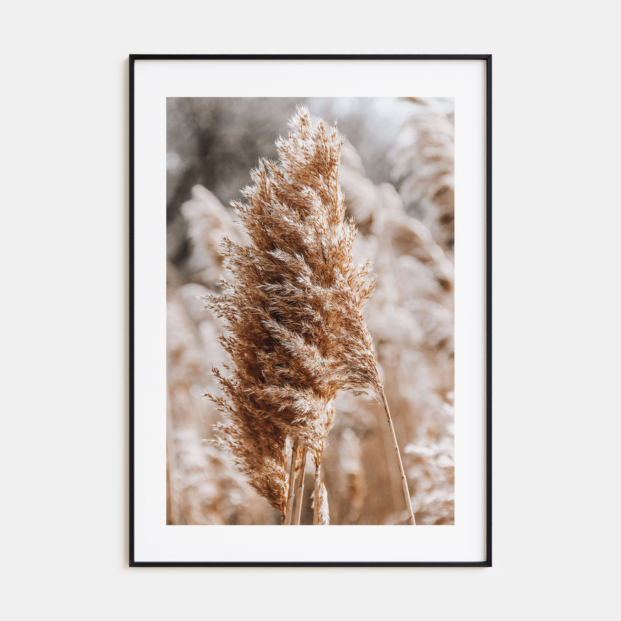 Pampas Grass Photo Color No 1 Poster
