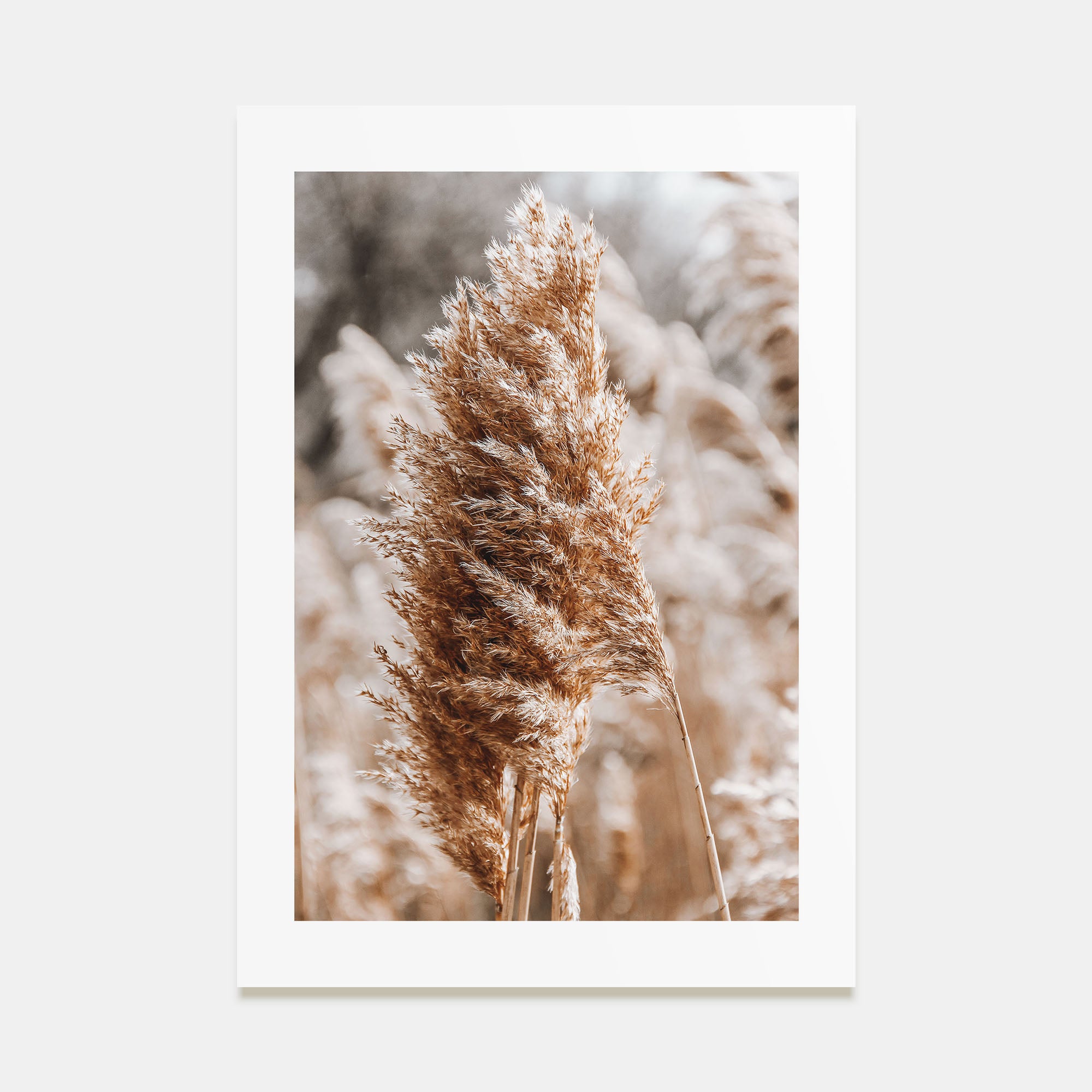 Pampas Grass Photo Color No 1 Poster