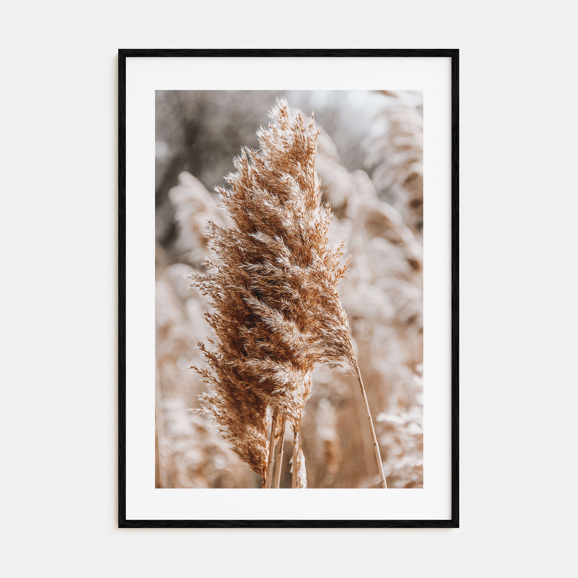 Pampas Grass Photo Color No 1 Poster