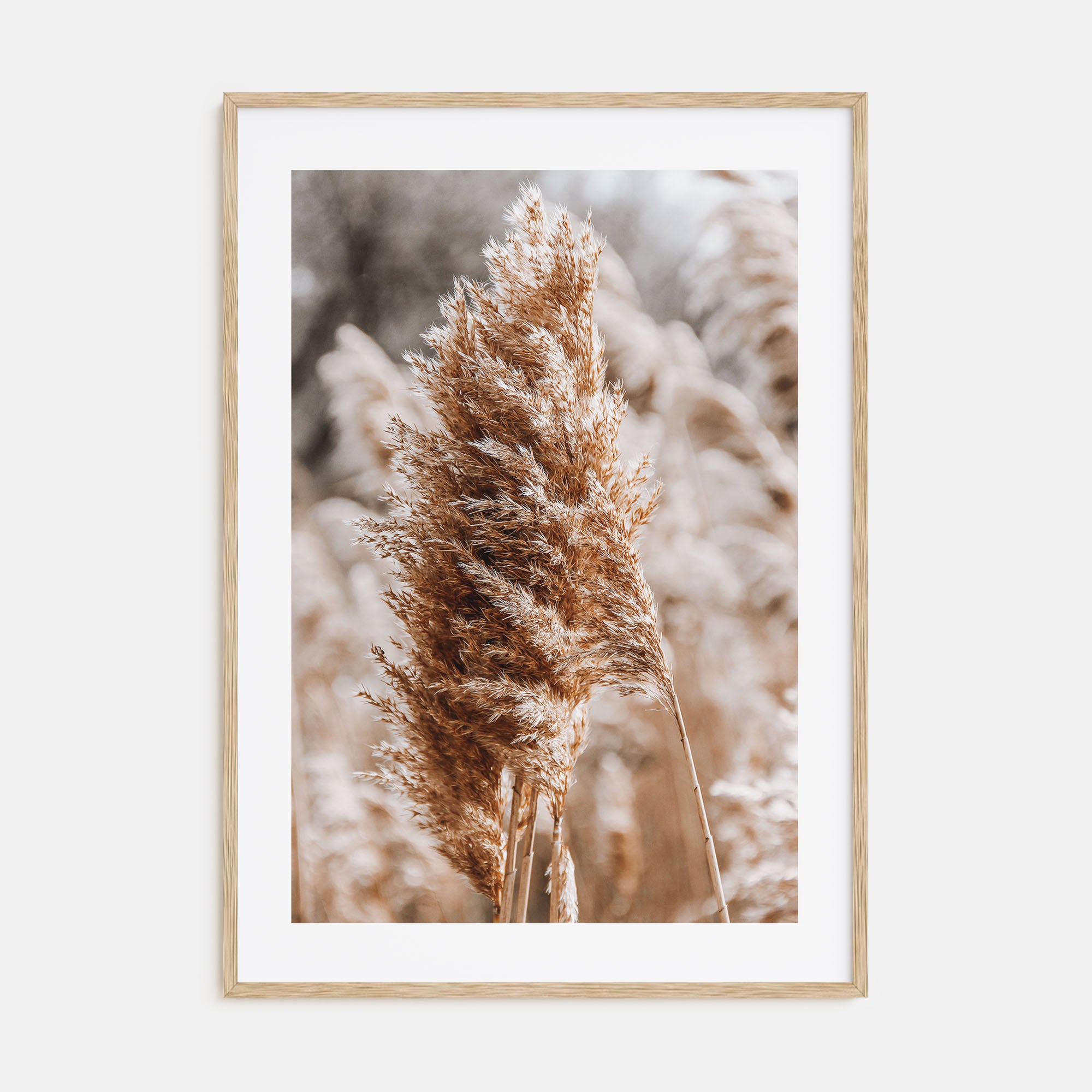 Pampas Grass Photo Color No 1 Poster