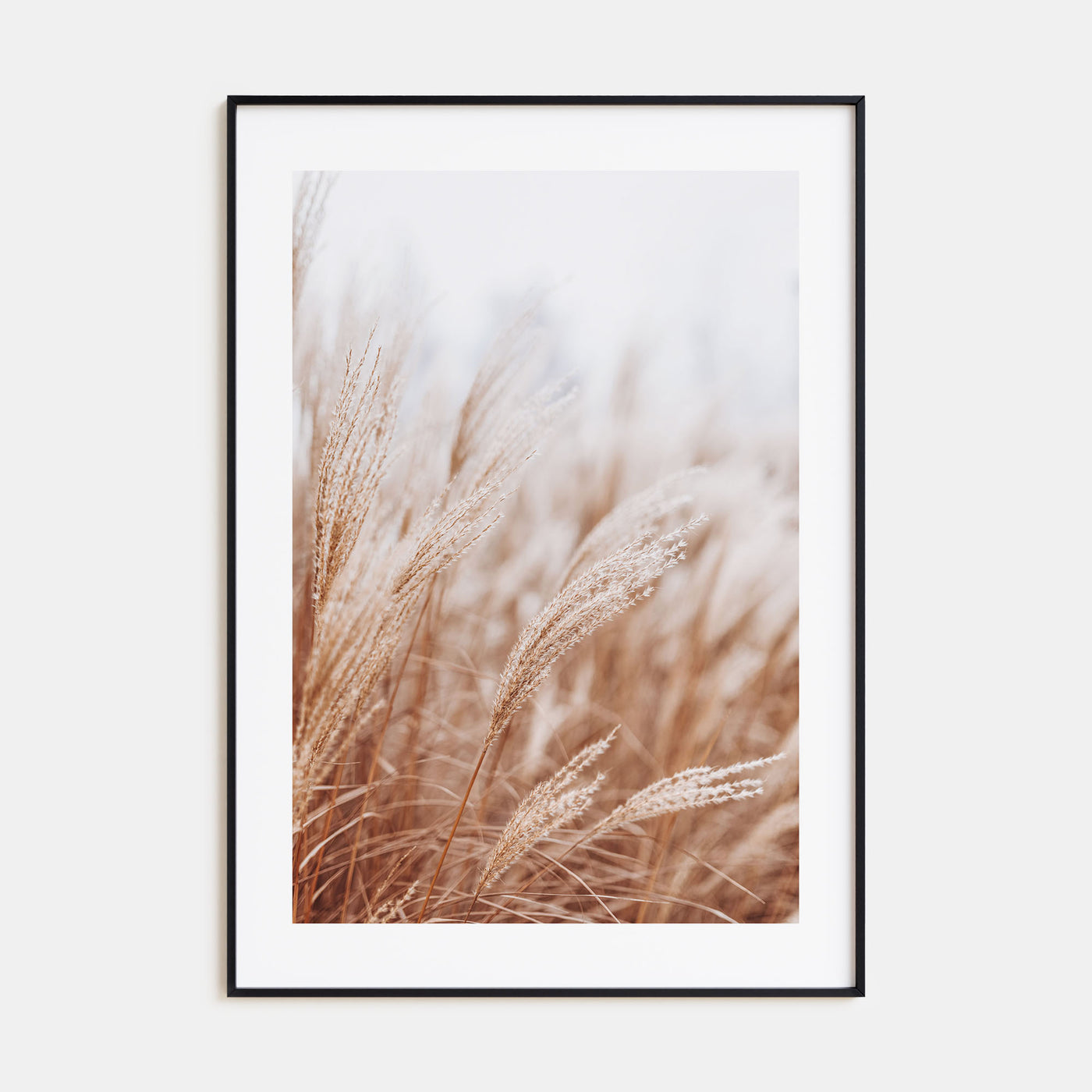 Pampas Grass Photo Color No 2 Poster