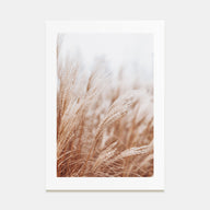 Pampas Grass Photo Color No 2 Poster