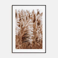 Pampas Grass Photo Color No 3 Poster