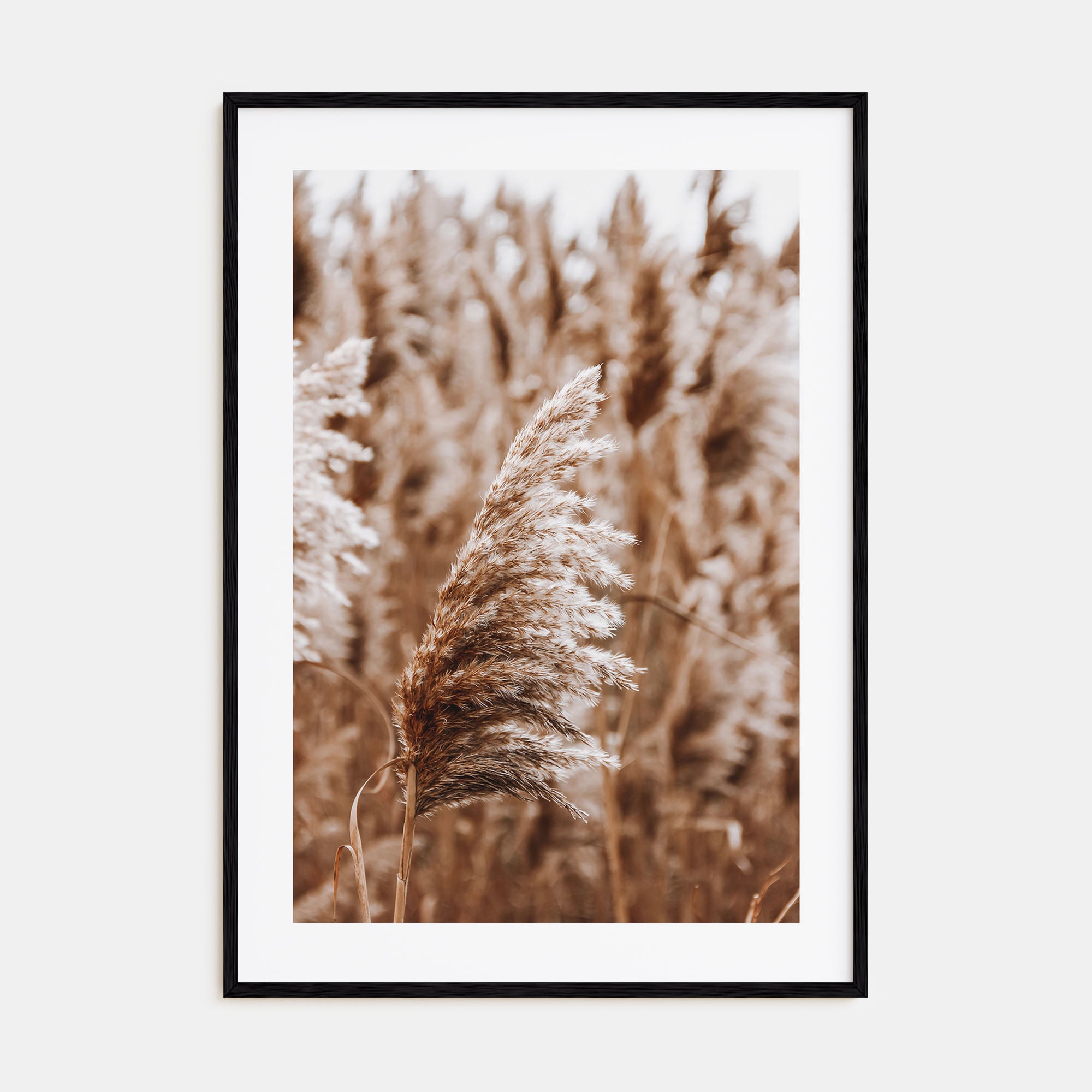 Pampas Grass Photo Color No 3 Poster