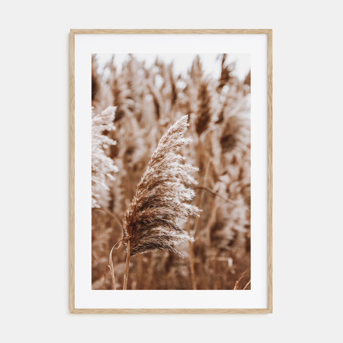 Pampas Grass Photo Color No 3 Poster