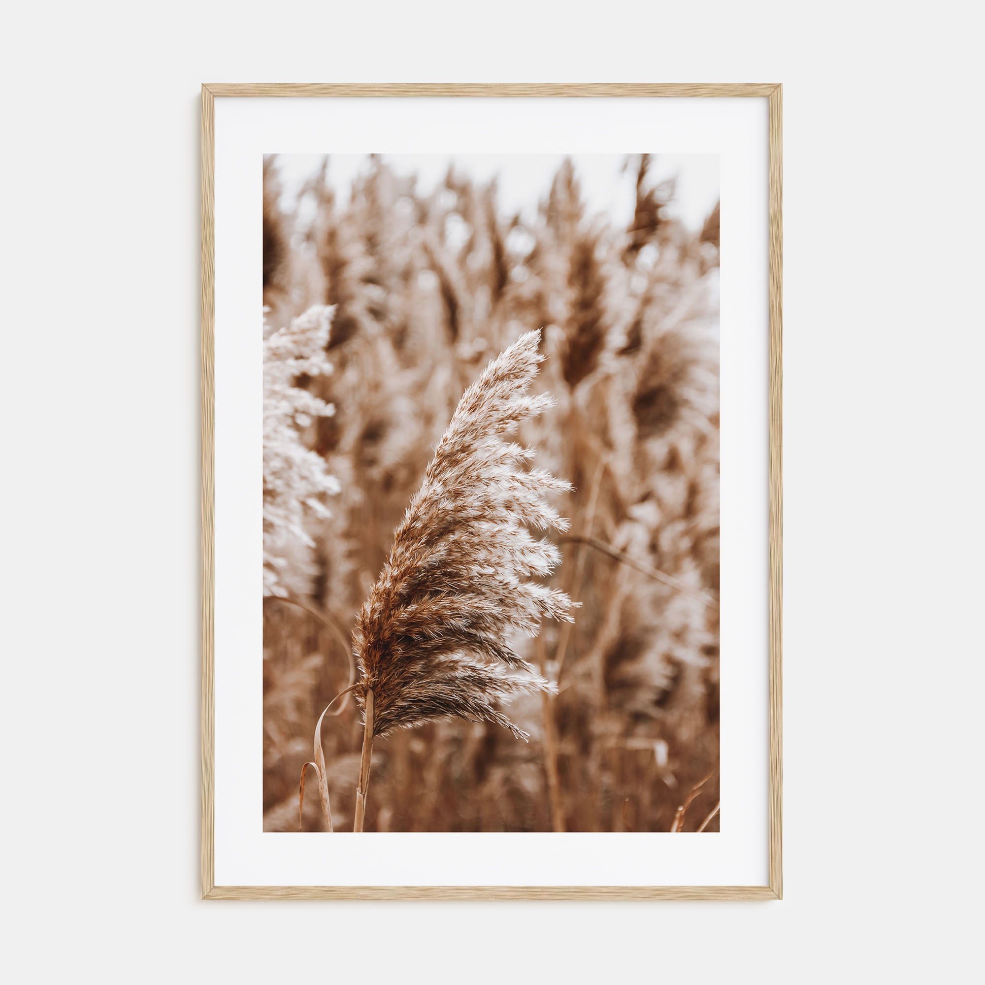 Pampas Grass Photo Color No 3 Poster
