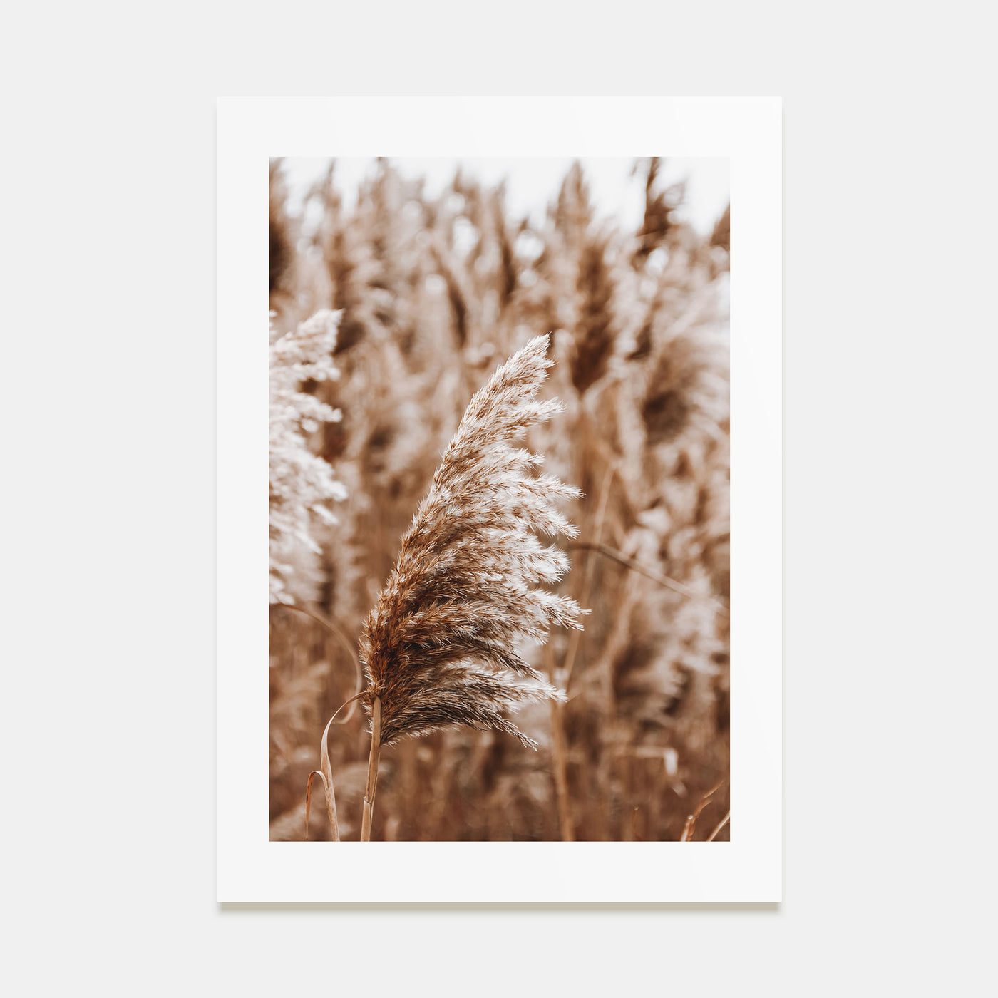 Pampas Grass Photo Color No 3 Poster