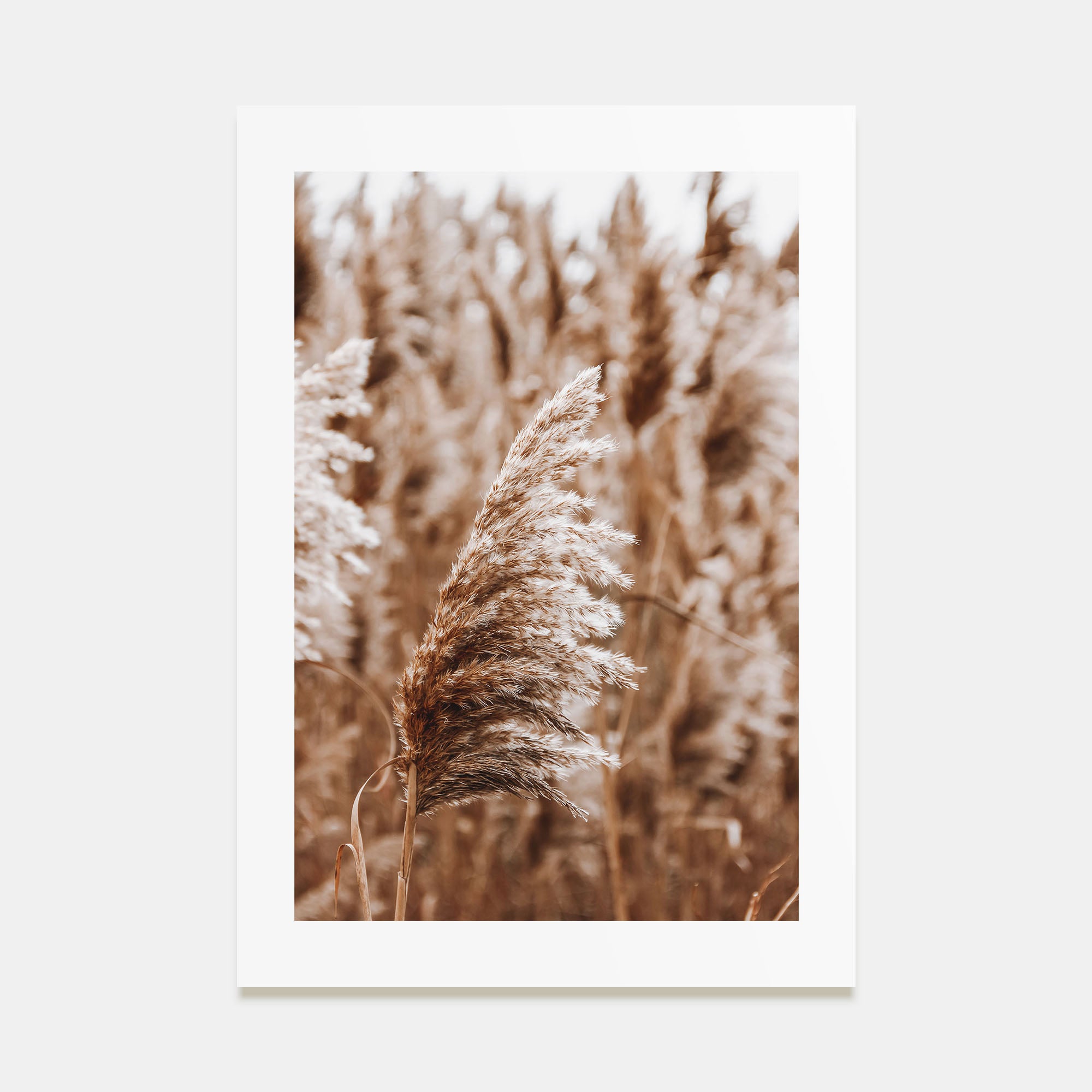 Pampas Grass Photo Color No 3 Poster