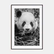 Panda Bear Photo B&W No 1 Poster