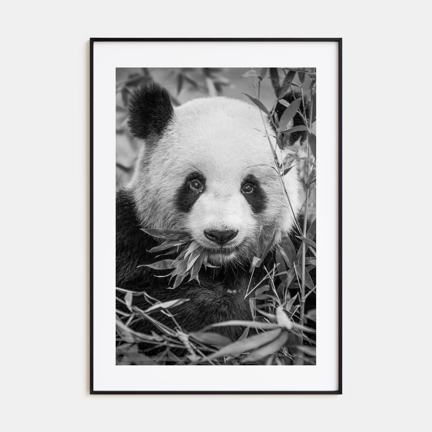 Panda Bear Photo B&W No 1 Poster