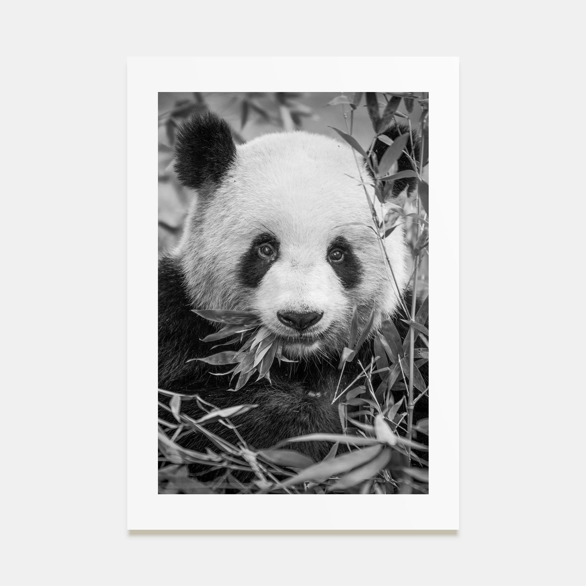Panda Bear Photo B&W No 1 Poster
