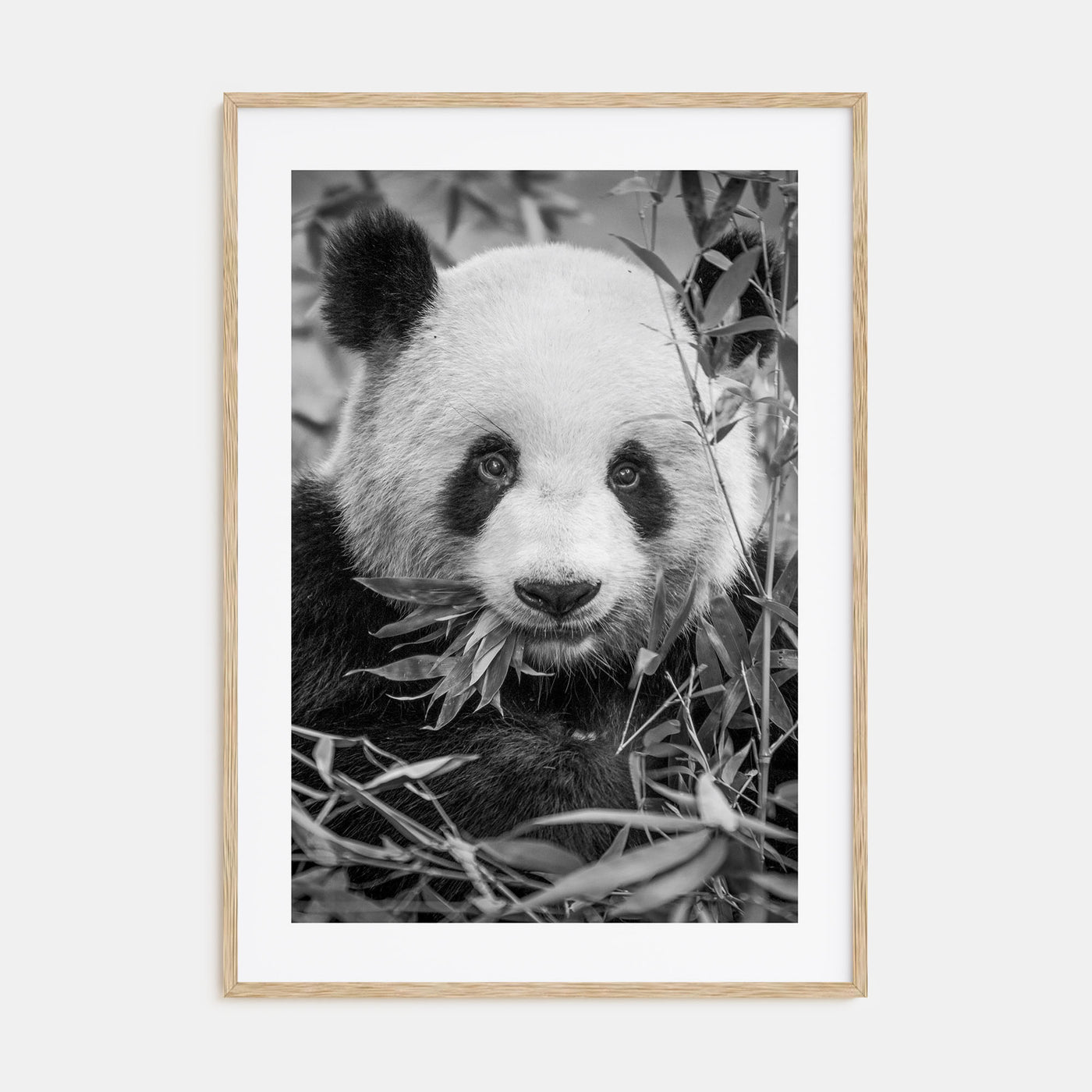 Panda Bear Photo B&W No 1 Poster