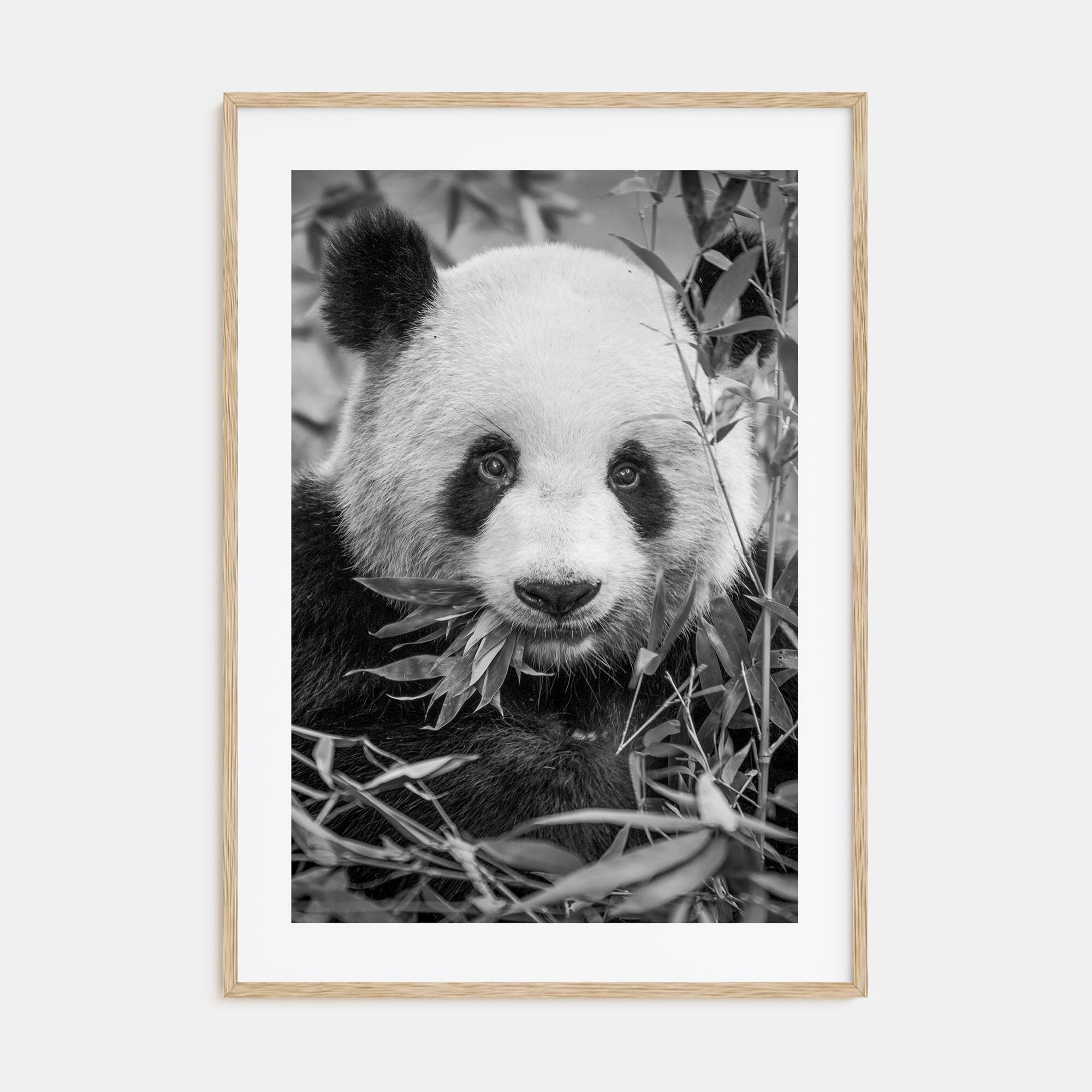 Panda Bear Photo B&W No 1 Poster