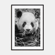 Panda Bear Photo B&W No 1 Poster
